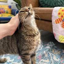 Thumbnail photo of Violet Cadavas #1