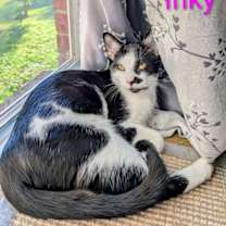 Thumbnail photo of KITTEN INKY #1