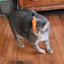 Thumbnail photo of Bogie #3