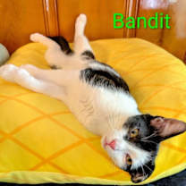 Thumbnail photo of KITTEN BANDIT #2