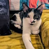 Thumbnail photo of KITTEN INKY #2