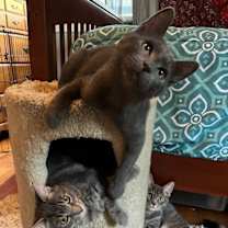 Thumbnail photo of George PENDING ADOPTION #4