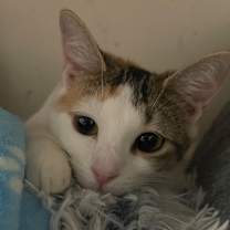 Thumbnail photo of Mercedes #1