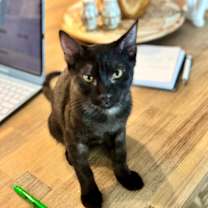 Thumbnail photo of Double Stuffed Oreo ⭐️PROMOTION⭐️ Cookie Litter #4