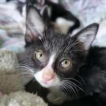 Thumbnail photo of Sara Tee (AKA Sarah) #3