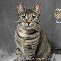 Thumbnail photo of Avalon #4