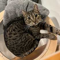 Thumbnail photo of Tigerlily #1