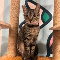 Thumbnail photo of Tigerlily #2