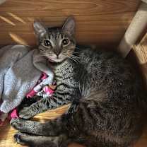 Thumbnail photo of Tigerlily #3