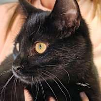 Thumbnail photo of Matcha #1