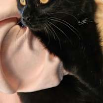 Thumbnail photo of Matcha #3