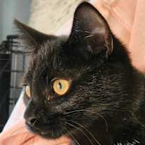 Thumbnail photo of Matcha #4