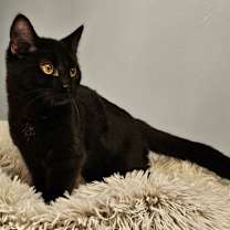 Thumbnail photo of Maven #2