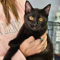 Thumbnail photo of Malik #2