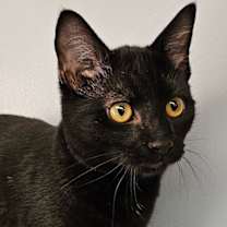 Thumbnail photo of Malik #3