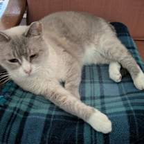 Thumbnail photo of Xuan (Smokey Oak) #1