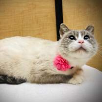 Thumbnail photo of Xuan (Smokey Oak) #4