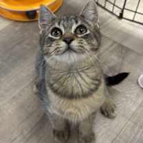 Thumbnail photo of JOSIE #1