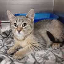 Thumbnail photo of JOSIE #2