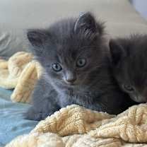 Thumbnail photo of Ramsey #2