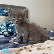 Thumbnail photo of Ramsey #3