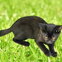 Thumbnail photo of Draco #3