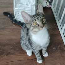 Thumbnail photo of Oakley Kitten* #1