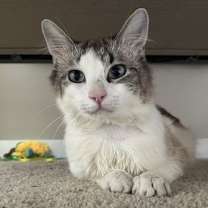 Thumbnail photo of zz 'Elvis' courtesy listing #1