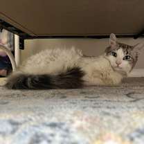 Thumbnail photo of zz 'Elvis' courtesy listing #2