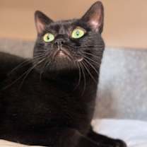 Thumbnail photo of Roddie - Available in Foster #1