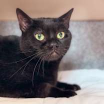 Thumbnail photo of Roddie - Available in Foster #3