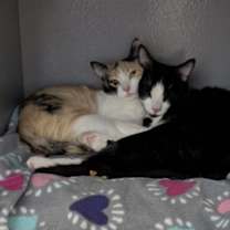 Thumbnail photo of Jinxie #4