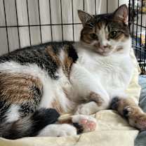 Thumbnail photo of TULIP #3