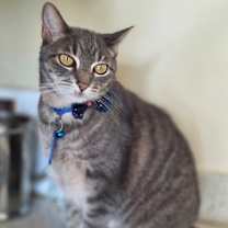 Thumbnail photo of Vespera #1