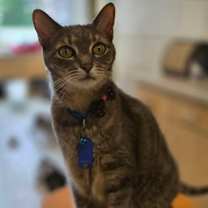 Thumbnail photo of Vespera #3