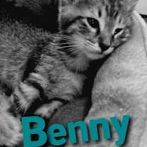 Thumbnail photo of Benny #4