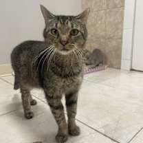 Thumbnail photo of Mr.Kitty Rotgers #4