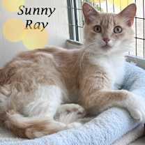 Thumbnail photo of SUNNY RAY #4