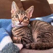 adopt-pet