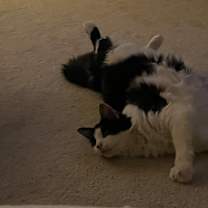 Thumbnail photo of Shelby #4