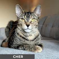 Thumbnail photo of Cher #4