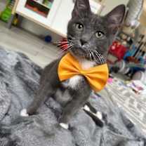 Thumbnail photo of Stormy #2