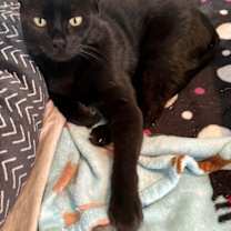 Thumbnail photo of Nick feline awesome boy #4