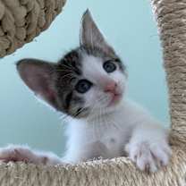 Thumbnail photo of Hypnos (bonded with Megaera) #3