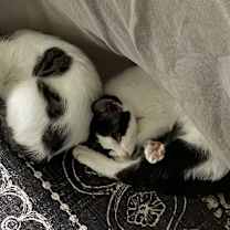 Thumbnail photo of Hypnos (bonded with Megaera) #4