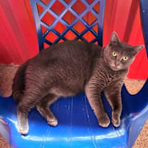 Thumbnail photo of Noblewoman #1