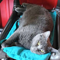 Thumbnail photo of Noblewoman #2