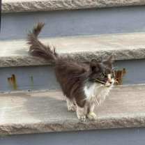 Thumbnail photo of Whisper #4