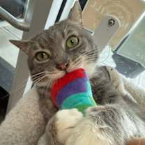 Thumbnail photo of Seymour #3