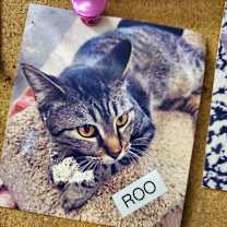 Thumbnail photo of Roo #1